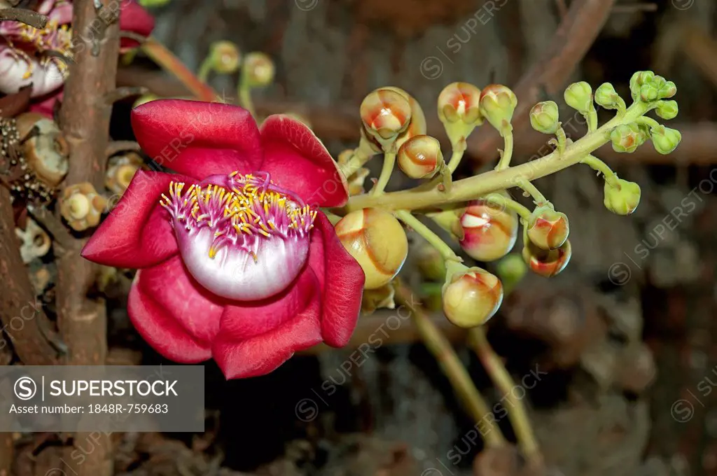 Shivalinga Flower, Ayahuma or Cannonball Tree (Couroupita guianensis), Lecythidaceae, Royal Palace, Phnom Penh, Cambodia, Southeast Asia