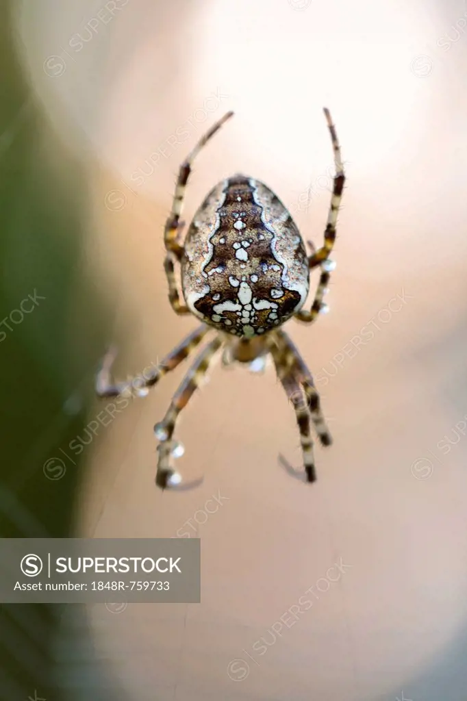 Common orb-weaving spider (Araneus sp.) on its web, Konstanz, Baden-Wuerttemberg, Germany, Europe