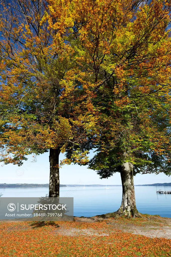 Autumnal beech trees (Fagus) at Lake Starnberg, near Seeshaupt, Bavaria, Germany, Europe