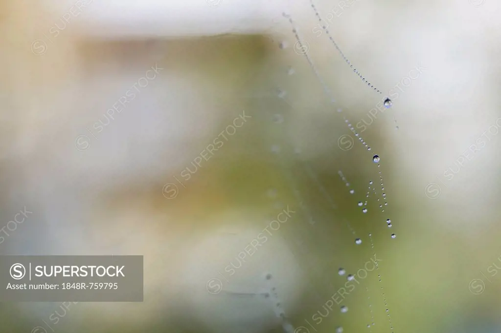 Water drops on web of an orb-web spider, Konstanz, Baden-Wuerttemberg, Germany, Europe
