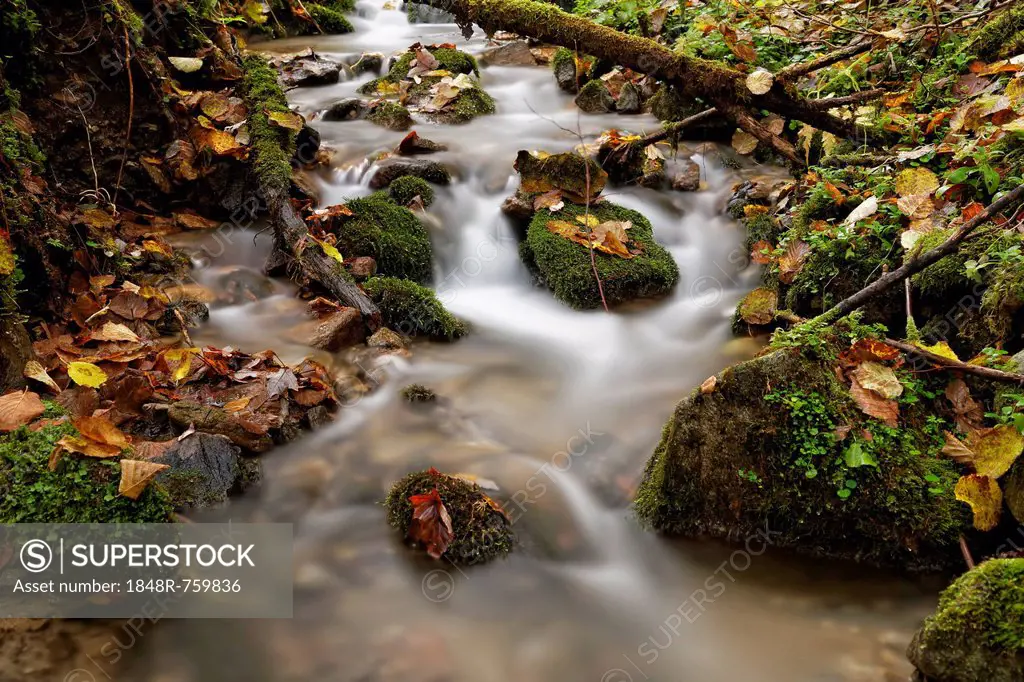 Wildbach stream in autumn, Niklasdorf, Leoben, Styria, Austria, Europe