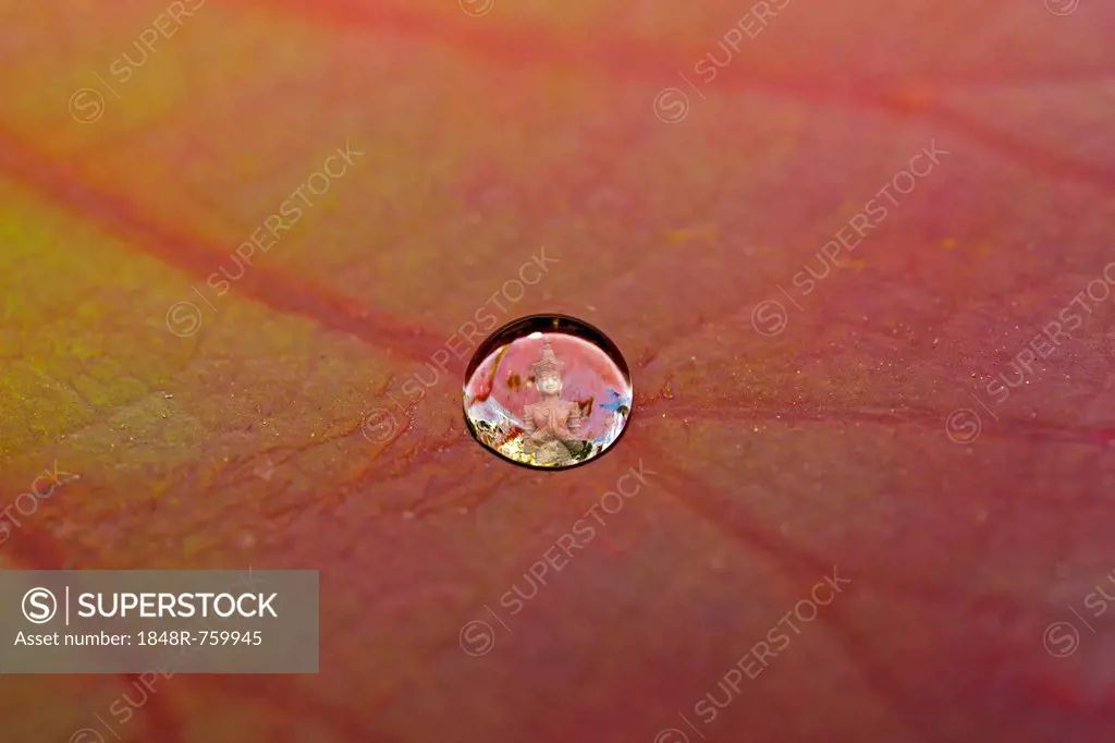 Buddha statue reflected in a drop of water on a lotus leaf, lotus effect