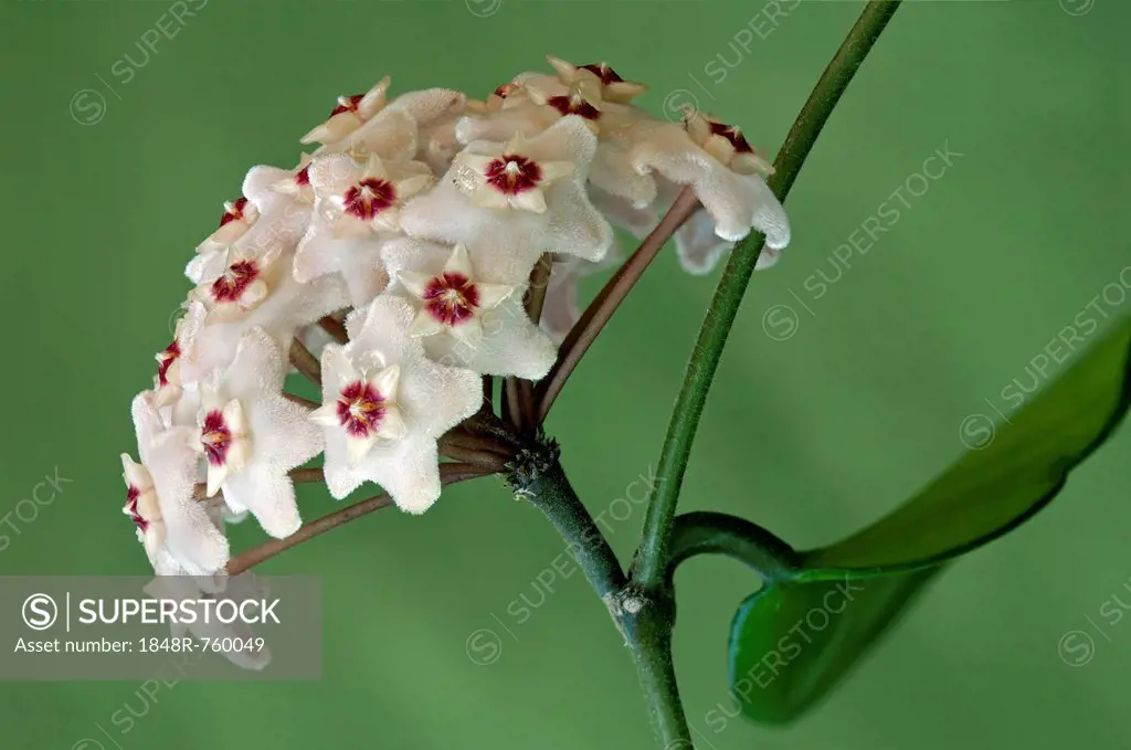 Flower umbel of a Wax Plant (Hoya carnosa)