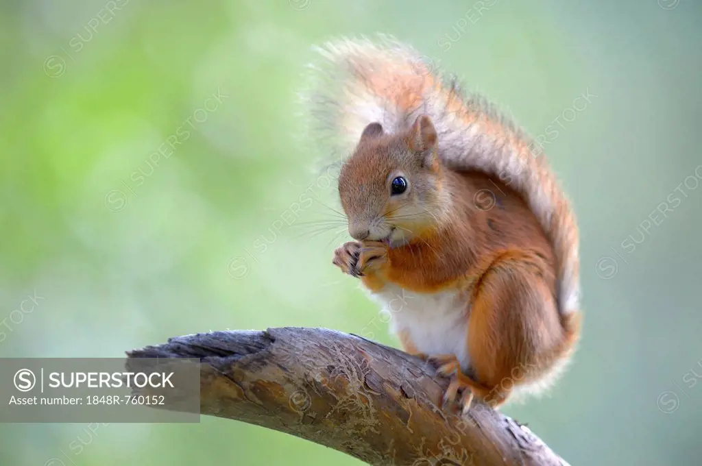 Eurasian Red Squirrel (Sciurus vulgaris) on a pine branch, Nationalpark Oulanka, Nationalpark, Lapland, Finland