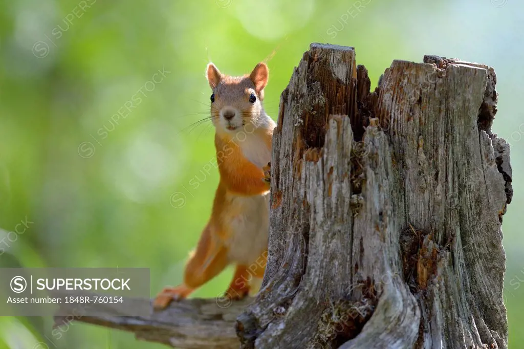 Eurasian Red Squirrel (Sciurus vulgaris) looks curiously out from behind an old pine stump, Nationalpark Oulanka, Nationalpark, Lapland, Finland