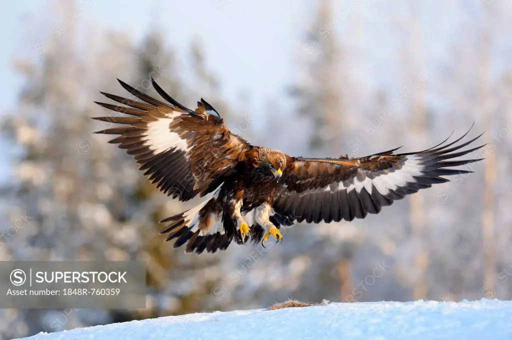 Golden Eagle (Aquila chrysaetos) in flight, landing at a bait place, Kainuu, Utajärvi, Nordfinnland, Finland