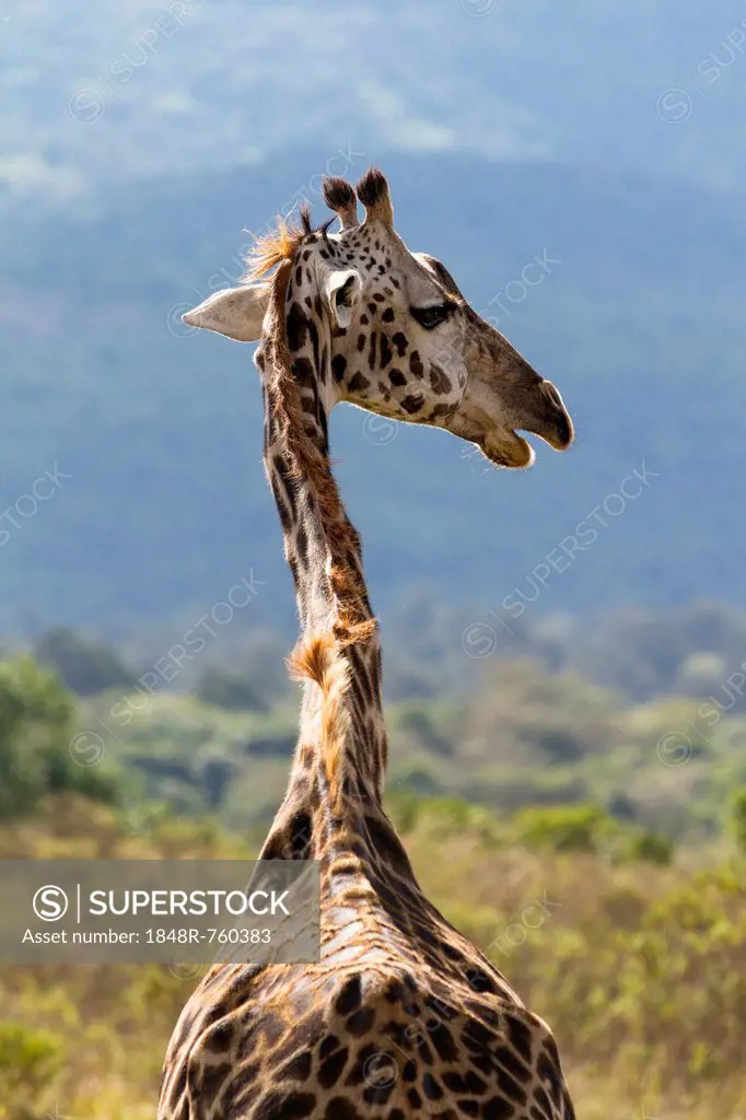Masai giraffe (Giraffa camelopardalis), Arusha Nationalpark, Tansania, Tanzania