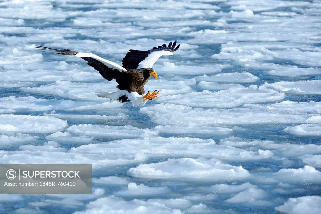Steller's Sea Eagle (Haliaeetus pelagicus) in flight above drifting ice, Rausu, Menashi, Hokkaido, Japan
