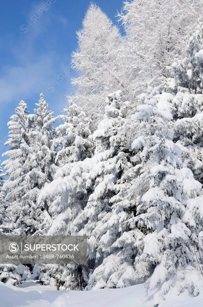 Snow-covered spruce trees (Picea abies) and larch trees (Laryx decidua), Leitzachtal, bei Elbach, Upper Bavaria, Bavaria, Germany