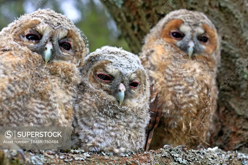 Three young Tawny Owls or Brown Owls (Strix aluco) perched on a tree, Westerwald, Solms, Lahn-Dill Kreis, Hesse, Germany