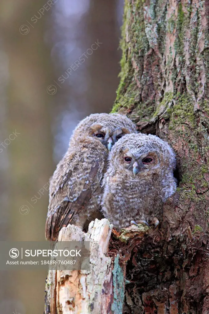 Young Tawny Owls or Brown Owls (Strix aluco) perched in front of a tree hollow, Westerwald, Solms, Lahn-Dill Kreis, Hesse, Germany
