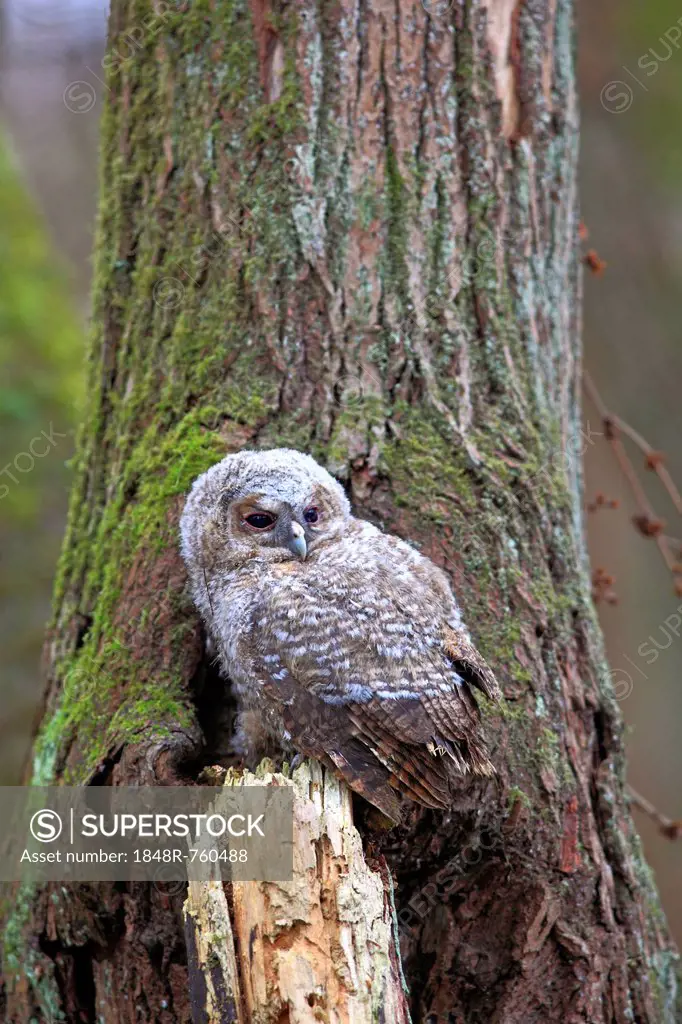 Young Tawny Owl or Brown Owl (Strix aluco) perched in front of a tree hollow, Westerwald, Solms, Lahn-Dill Kreis, Hesse, Germany