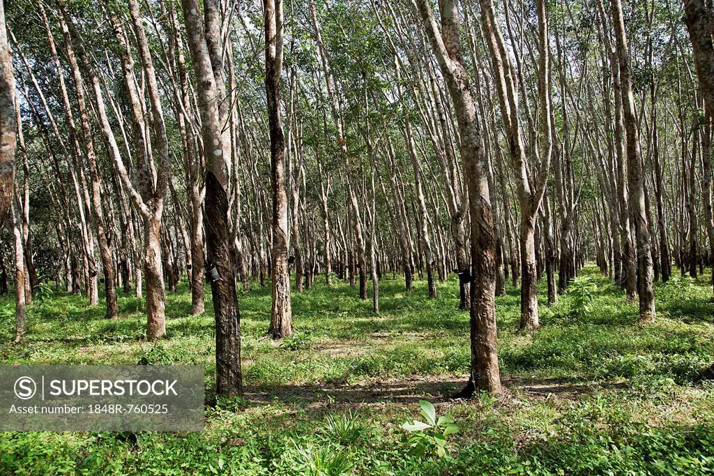 Rubber plantation, Pará Rubber Trees or Sharinga Trees (Hevea brasiliensis), Pulau Langkawi, Sultanat Kedah, Malaysia