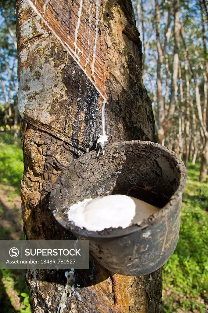 Latex production on a Pará Rubber Tree or Sharinga Tree (Hevea brasiliensis) on a rubber plantation, Pulau Langkawi, Sultanat Kedah, Malaysia