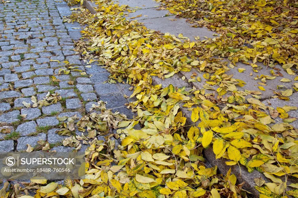 Autumn leaves on a sidewalk, Harz, Wernigerode, Saxony-Anhalt, Germany