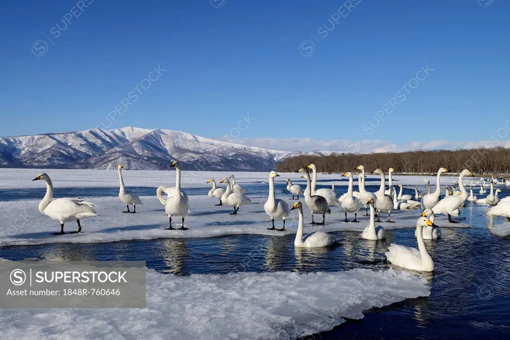 Whooper Swans (Cygnus cygnus) in an ice-free section of a frozen lake, Kussharo Lake, Kawayu Onsen, Hokkaido, Japan