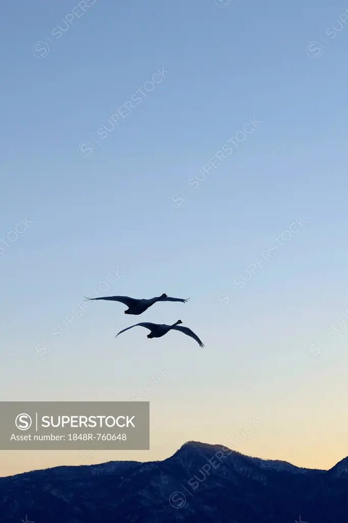 Whooper swans (Cygnus cygnus) in flight in the light of dawn, Kussharo Lake, Kawayu Onsen, Hokkaido, Japan
