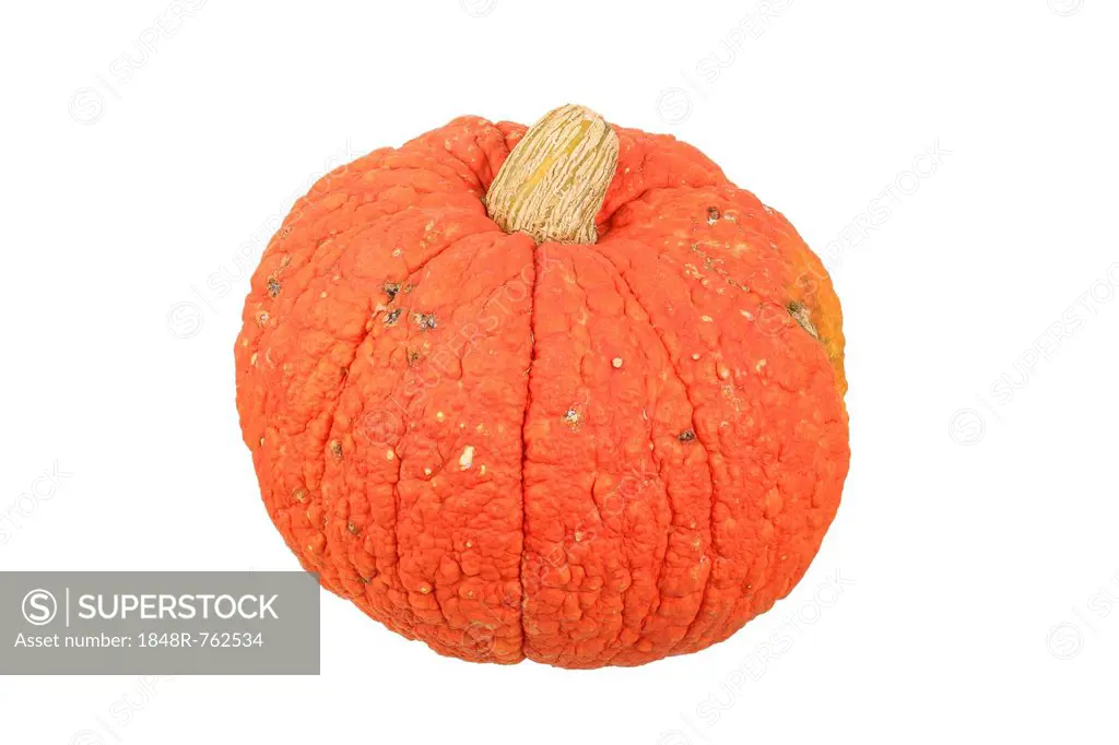 Squash variety, Red Wart or Golden Warted Hubbard