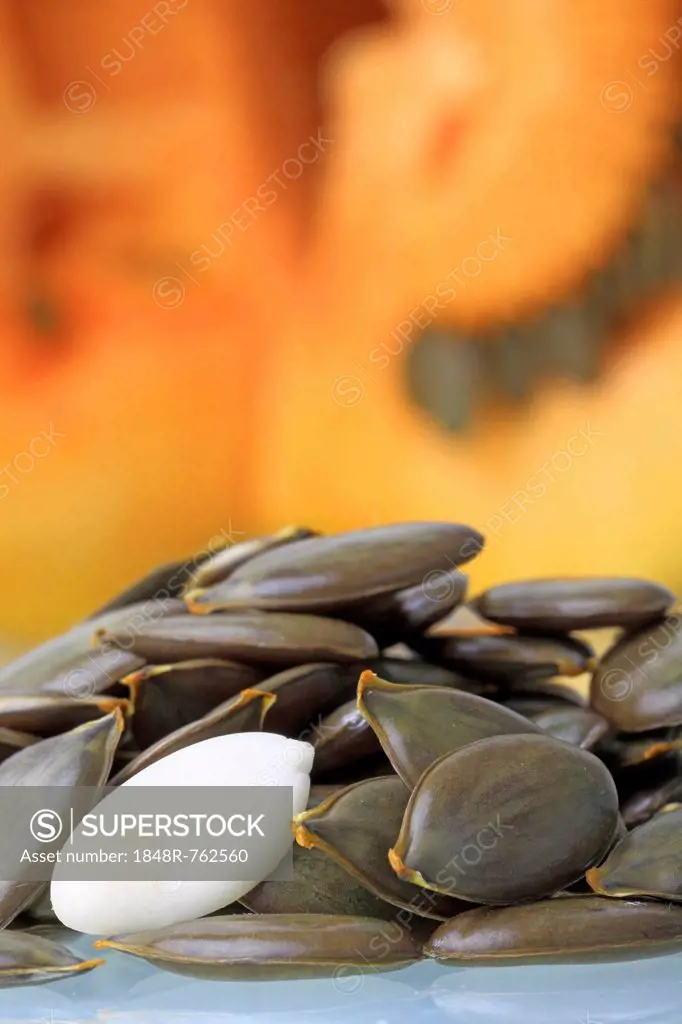 Unshelled and shelled seeds in front of pulp from the Styrian Oil Pumpkin