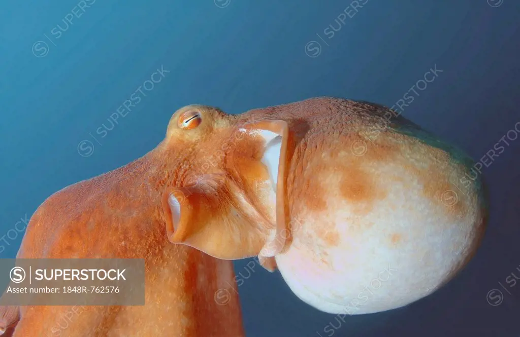 Giant Pacific octopus or North Pacific giant octopus (Enteroctopus dofleini), Japan Sea, Primorsky Krai, Russian Federation