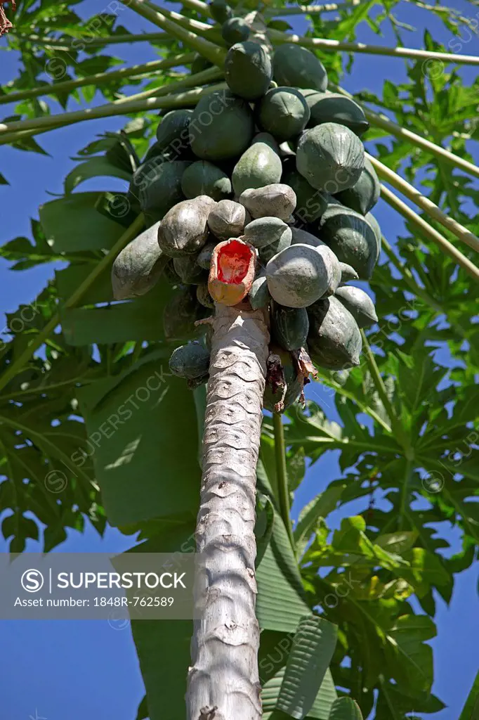 Papaya tree (Carica papaya) with one half-eaten fruit, Chiang Mai, Thailand, Southeast Asia