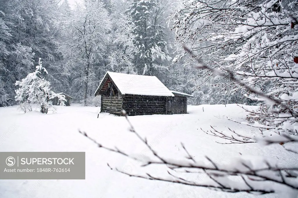 Snow-covered log cabin in a forest, Garmisch-Partenkirchen, Bavaria, Germany, Europe