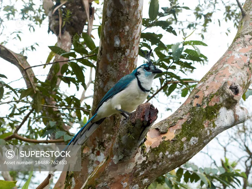 White-throated Magpie-Jay (Calocitta formosa), Arenal Volcano National Park, Guanacaste province, Costa Rica, Central America