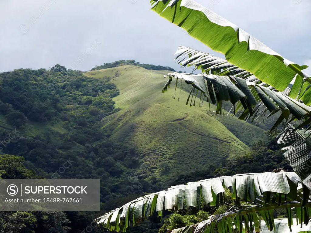Green mountain forest on the edge between the Pacific and Atlantic meteorological divides, Cordillera de Tilarán Tilarán, Guanacaste Province, Costa R...