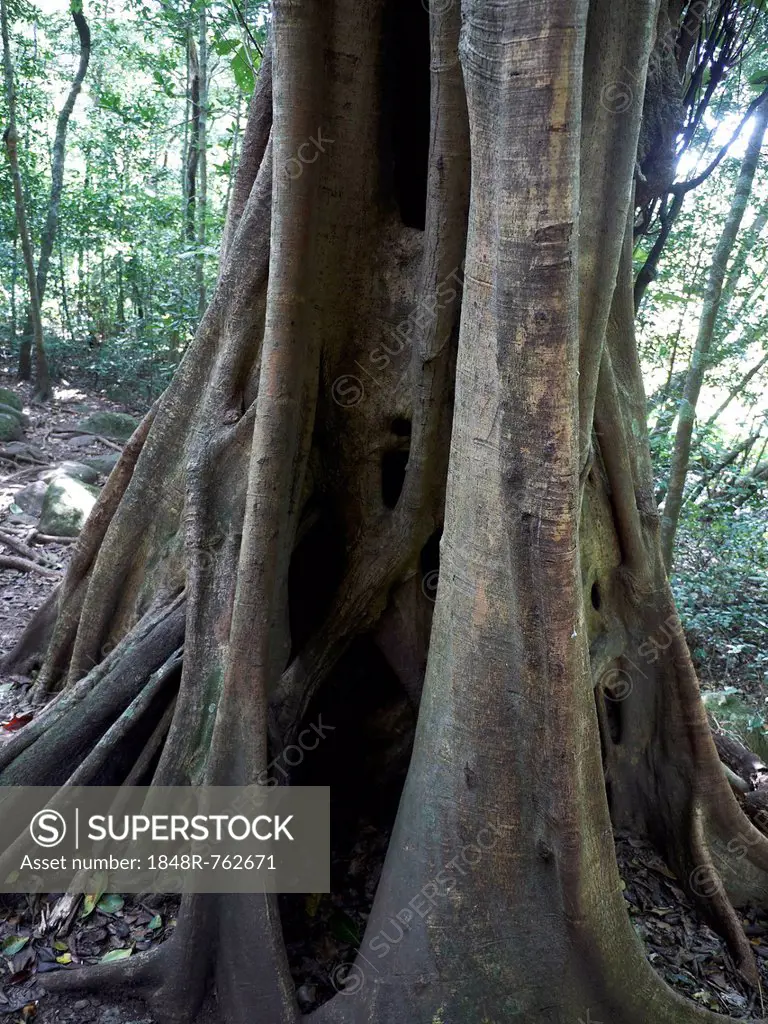 Strangler Fig (Ficus) wrapped around a host tree, tropical rain forest, Las Pailas, Ricòn de la Vieja National Park, Province of Guanacaste, Costa Ric...