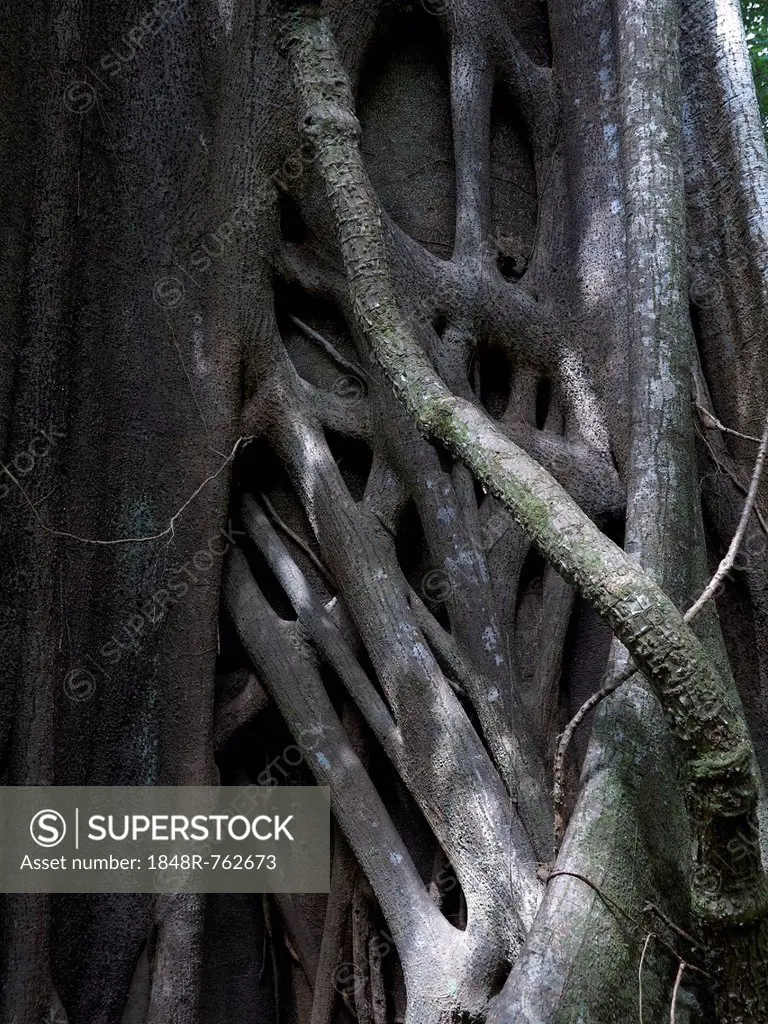 Banyan or Bengal Fig (Ficus benghalensis), strangler fig, Las Pailas, Ricòn de la Vieja National Park, Province of Guanacaste, Costa Rica, Central Ame...