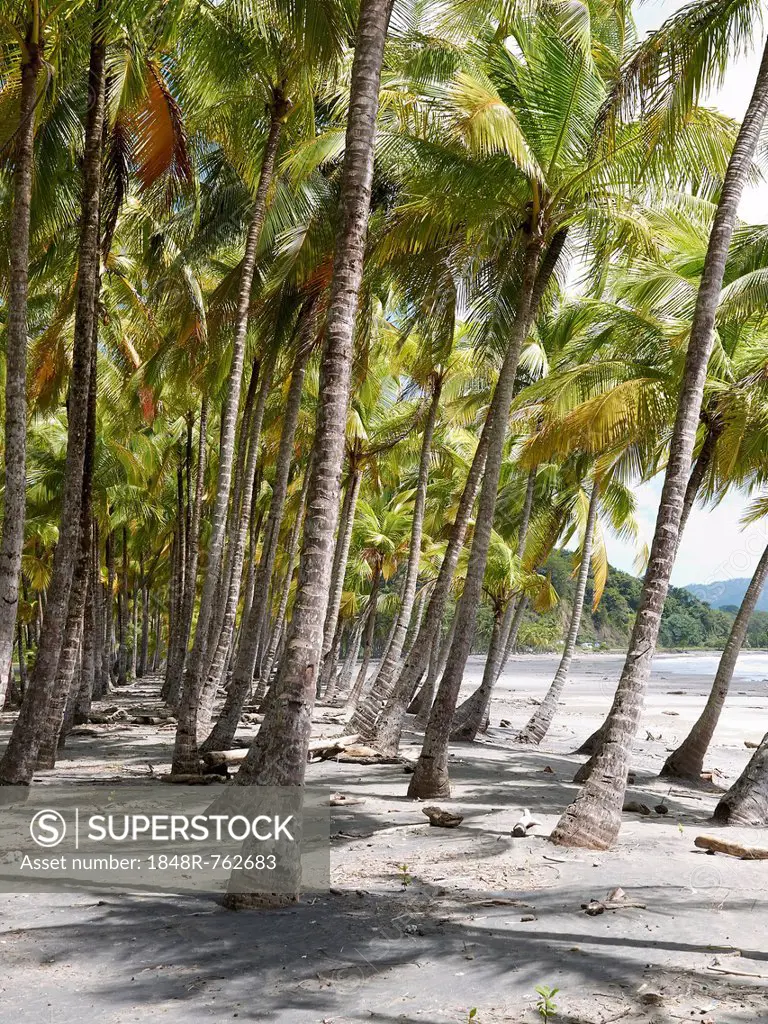 Grove of palm trees on the beach, Playa Carryllo, Nicoya Peninsula, Costa Rica, Central America