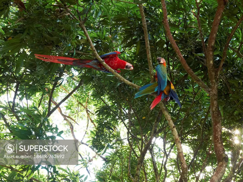Scarlet Macaws (Ara macao), perched on a tree, Carara National Park, Costa Rica, Central America