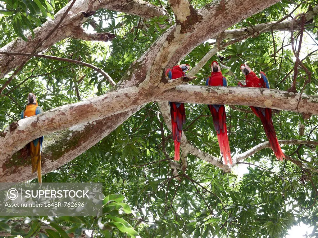Scarlet Macaws (Ara macao) and a Blue-and-Yellow Macaw or Blue-and-Gold Macaw (Ara ararauna) perched on a tree, Carara National Park, Costa Rica, Cent...