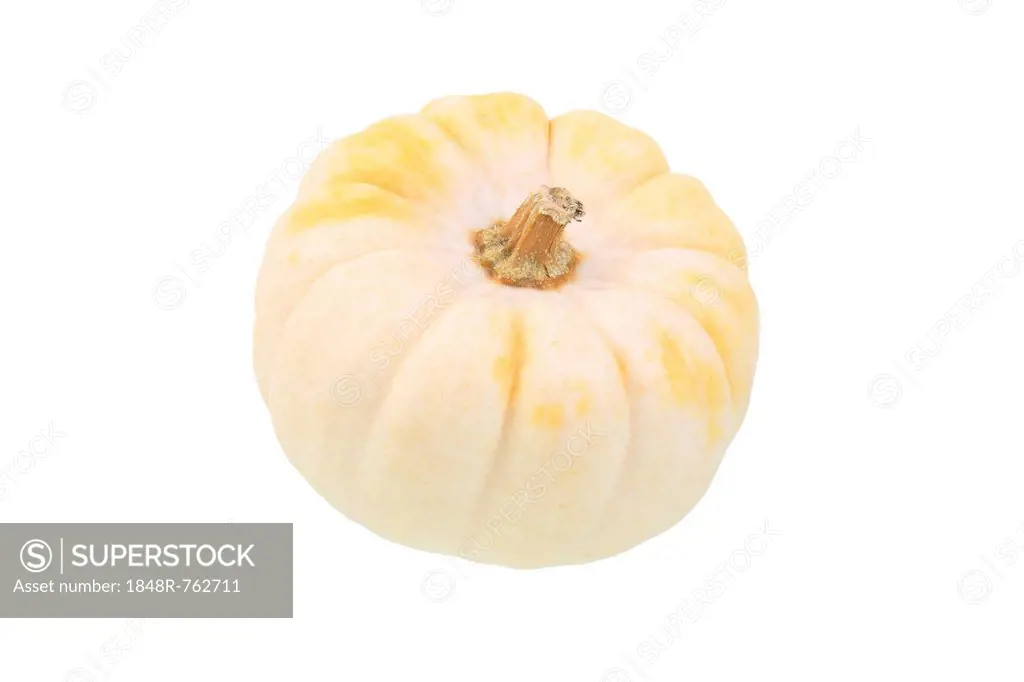 Baby Boo gourd