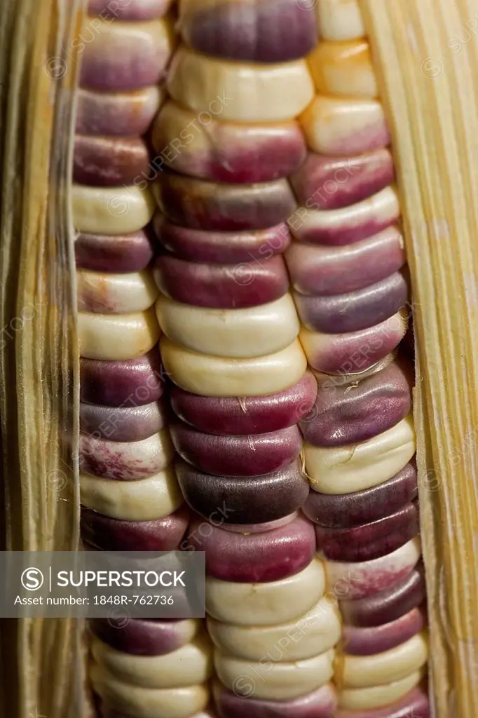 Corn on the cob with coloured corn kernels