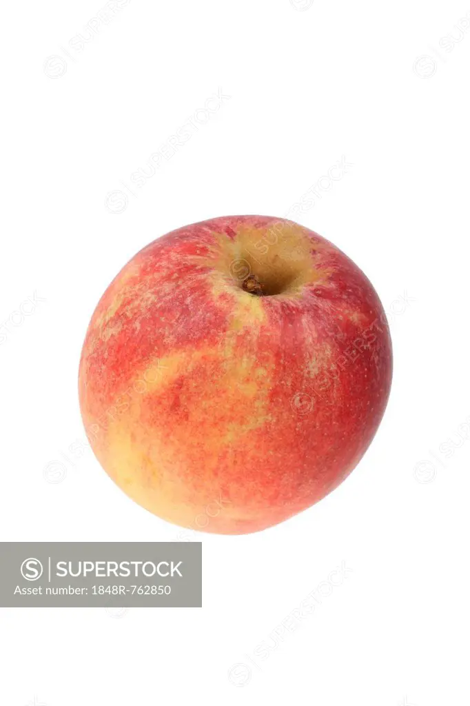 Apple, Mother Apple variety