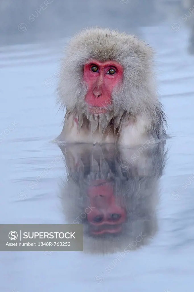 Japanese Macaque or Snow Monkey (Macaca fuscata), taking a bath in a hot spring, with reflection, Affenpark Jigokudani, Nagano Präfektur, Japan