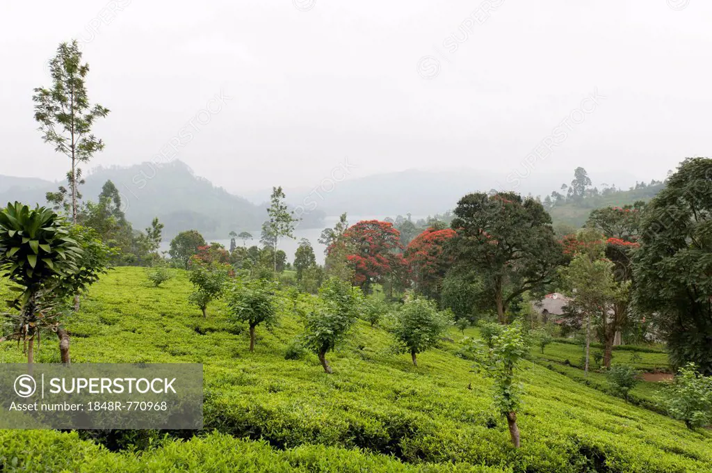 Tea plantation with trees, tea bushes, Tea (Camellia sinensis), Moray Estate near Dalhousie, Maskeliya Reservoir, Nuwara Eliya, Zentralprovinz, Sri La...