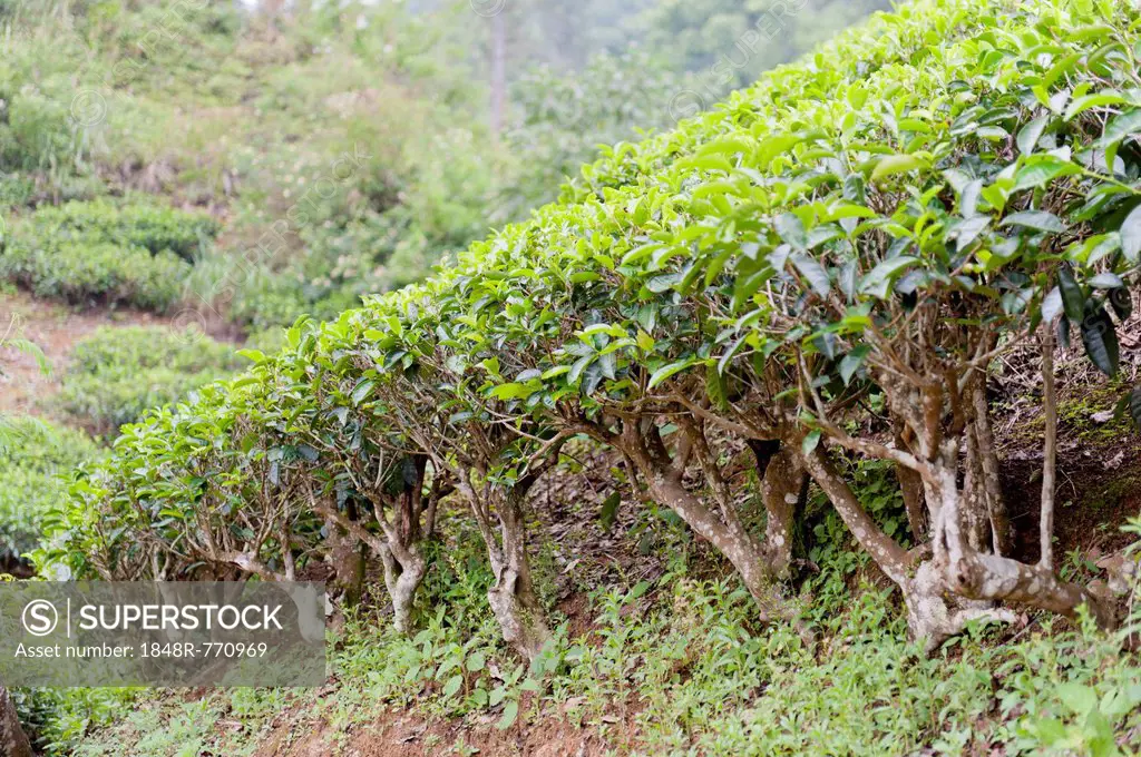 Tea (Camellia sinensis), tea plants on a tea plantation, Moray Estate near Dalhousie, Maskeliya Reservoir, Nuwara Eliya, Zentralprovinz, Sri Lanka