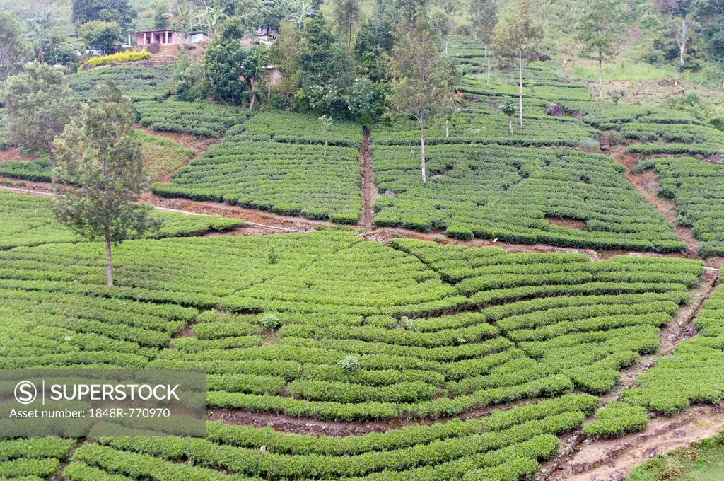 Tea plantation, tea plants in rows, Tea (Camellia sinensis), Moray Estate near Dalhousie, Maskeliya Reservoir, Nuwara Eliya, Zentralprovinz, Sri Lanka