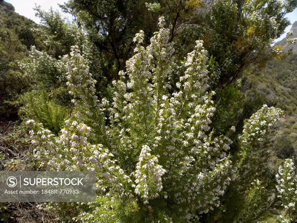 Tree Heath (Erica arborea), La Gomera, Canary Islands, Spain, Europe, La Gomera, San Sebastian, Canary Islands, Spain