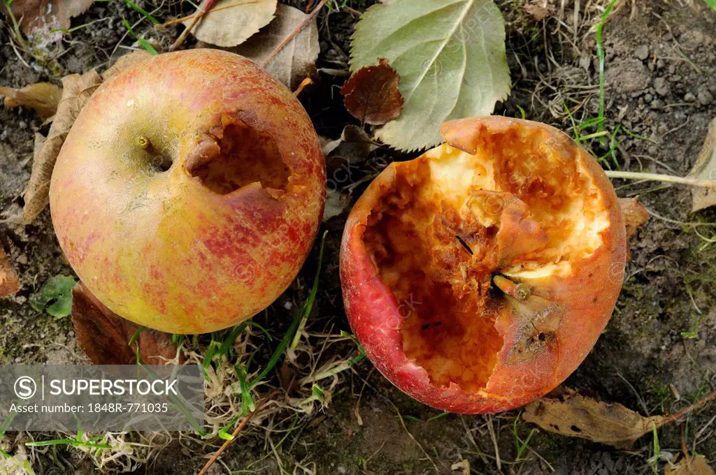 Half-eaten apples