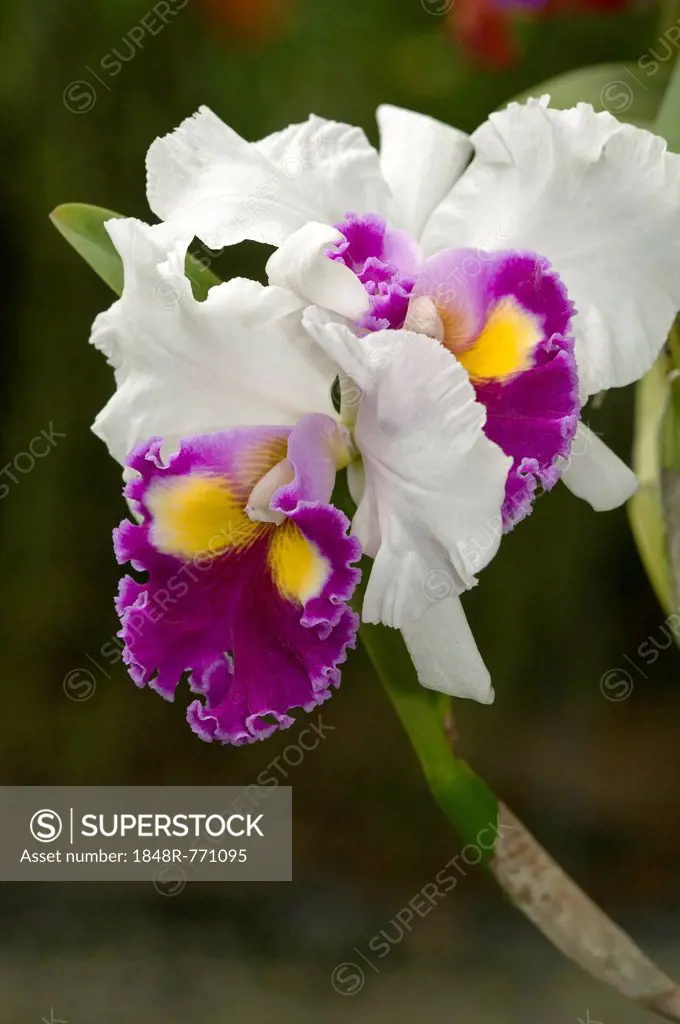 Warscewicz's Cattley's orchid (Cattleya warscewiczii), cultivar, Phuket, Thailand