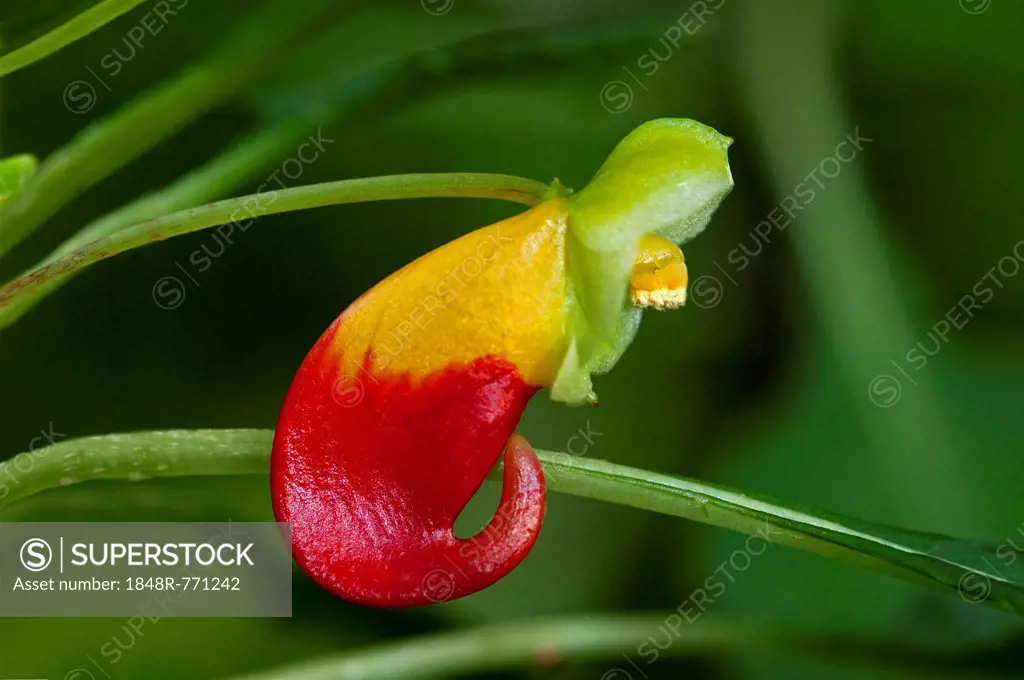 Red and yellow flower of the Congo Cockatoo (Impatiens niamniamensis), Lateinamerika