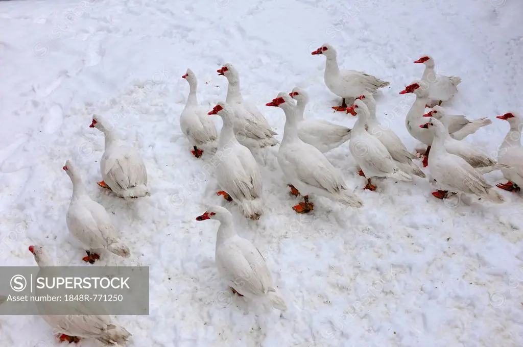 Barbary Ducks, domestic form of the Muscovy Duck (Cairina moschata) in the snow on a farm, Eckenhaid, Eckental, Middle Franconia, Bavaria, Germany