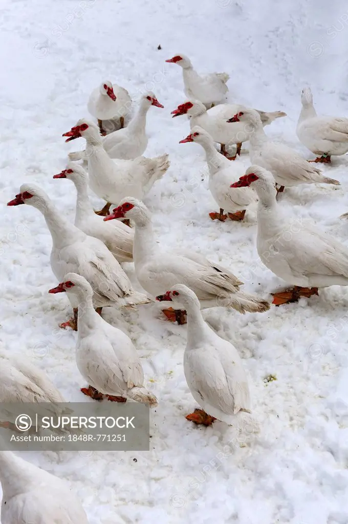 Barbary Ducks, domestic form of the Muscovy Duck (Cairina moschata) in the snow on a farm, Eckenhaid, Eckental, Middle Franconia, Bavaria, Germany