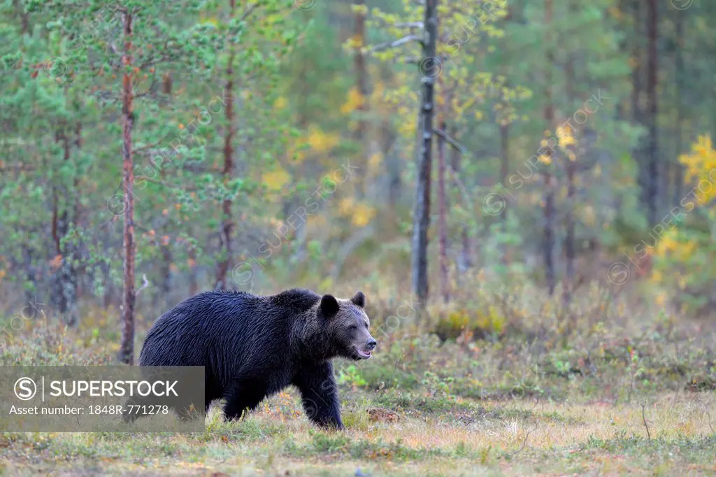 Brown Bear (Ursus arctos) in the autumnally coloured taiga or boreal forest, border area to Russia, Kuhmo, Karelia, Finland