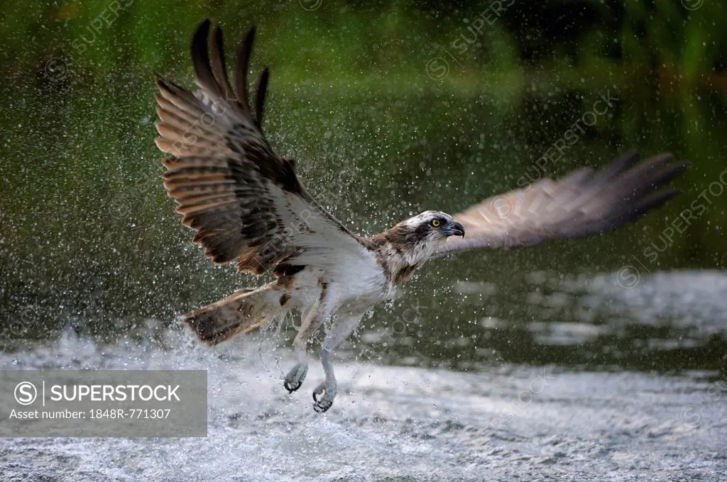 Osprey (Pandion haliaetus) taking flight after an unsuccessful hunt, Pothiolampi, Kangasala, Westfinnland, Finland
