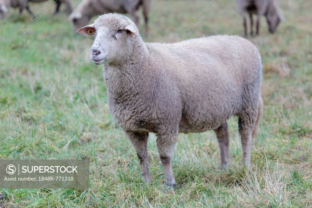 Hybrid cross between a Blackhead Persian Sheep (Ovis aries steatopyga persica) and a Merino Sheep (Ovis aries hispanica), Offheim, Limburg an der Lahn...