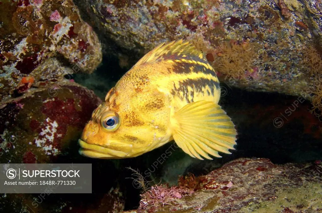 Yellow Rockfish or Three-stripe Rockfish (Sebastes trivittatus), Sea of Japan, Far East, Primorsky Krai, Russian Federation, Sea of Japan, Russia